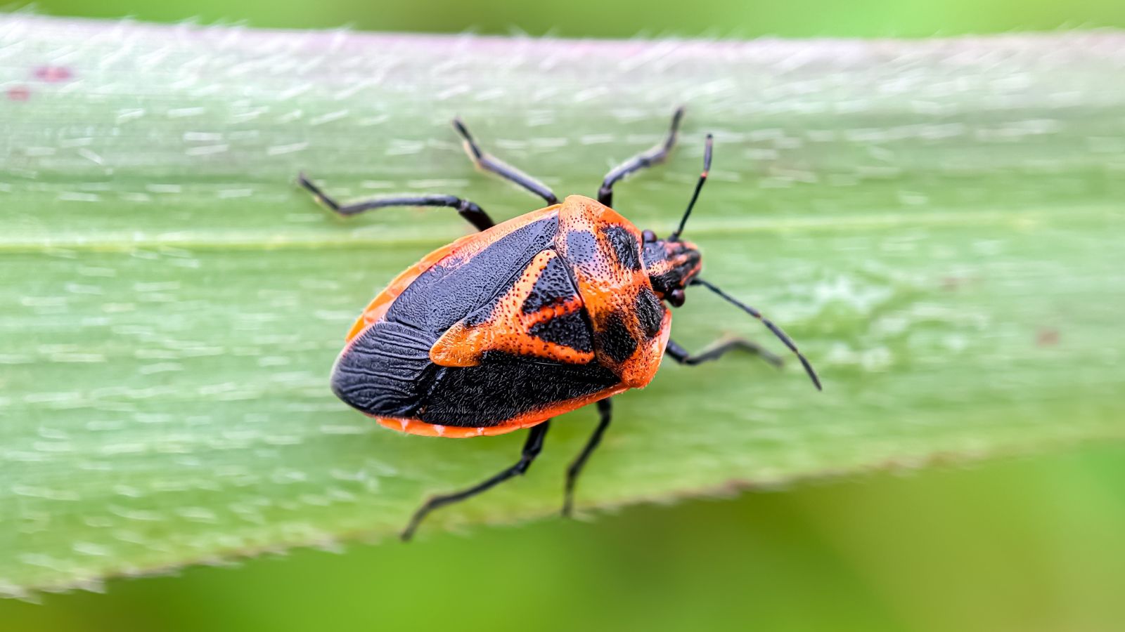 A closeup shot of a Perillus bioculatus appearing to have bright red and black markings on its back laying on a green leaf