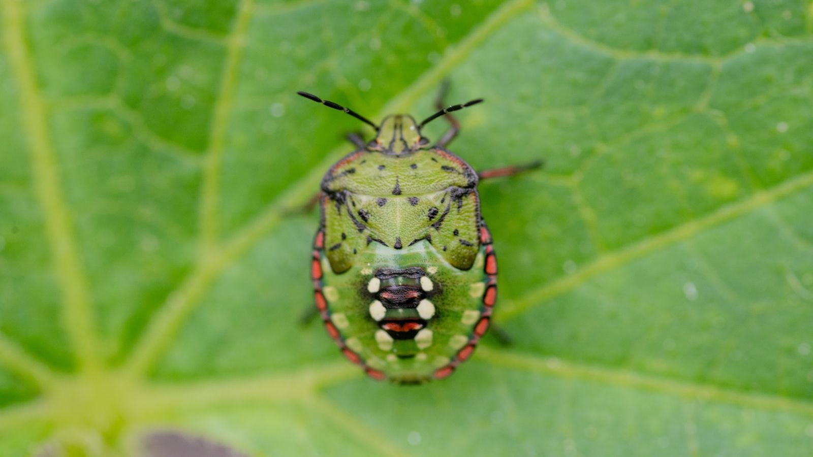 A closeup shot of the Piezodorus guildinii appearing to have a green back with red and brown markings, with the insect sitting on a bright green textured leaf