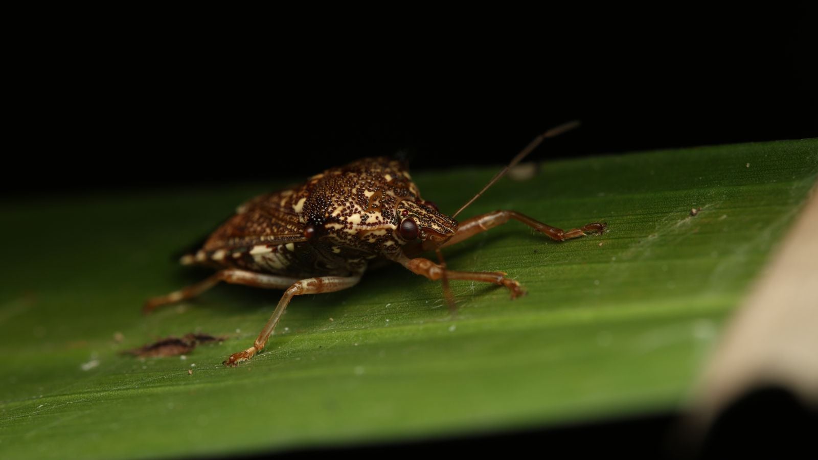 A closeup shot of a Podisus maculiventris appearing to have a dark brown body while laying on a deep green leaf with a smooth and waxy surface