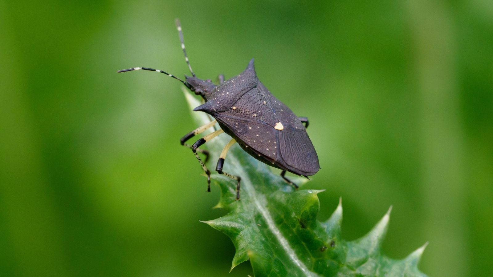 A black Proxys punctulatus appearing to have a solid body sitting on a vividly green leaf with spines on the edges