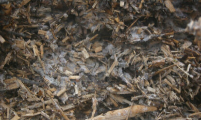Ramial Chipped Wood: How To Use It In Your Garden - Epic Gardening