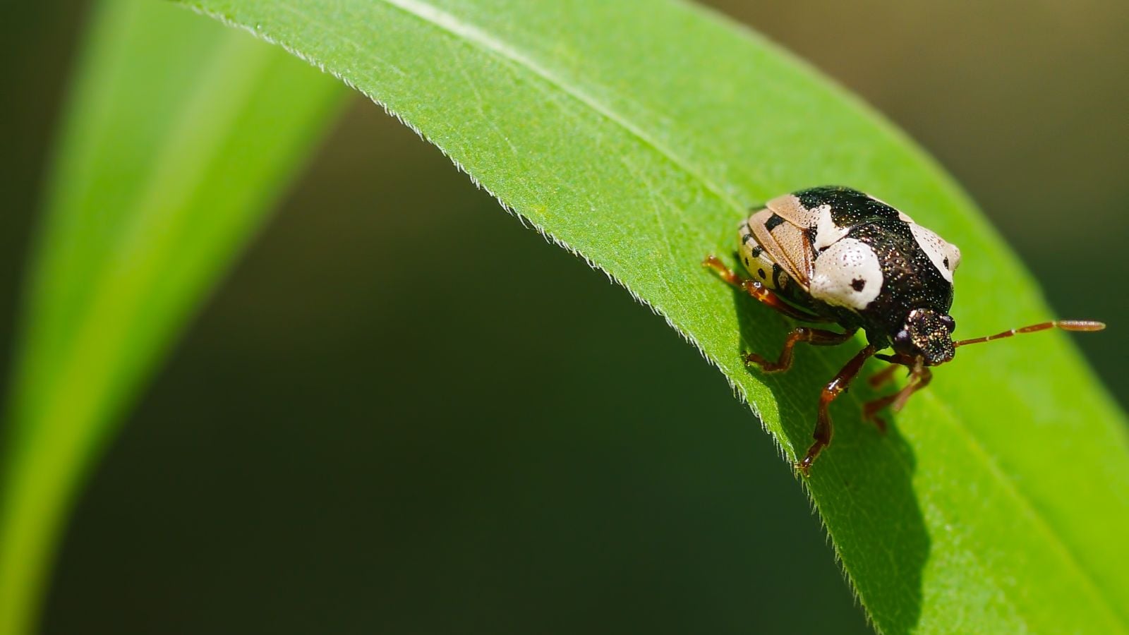 A small Stiretrus anchorago insect appearing to have elaborate patterns on its back walking on a delicate and thin blade of a grass-looking plant