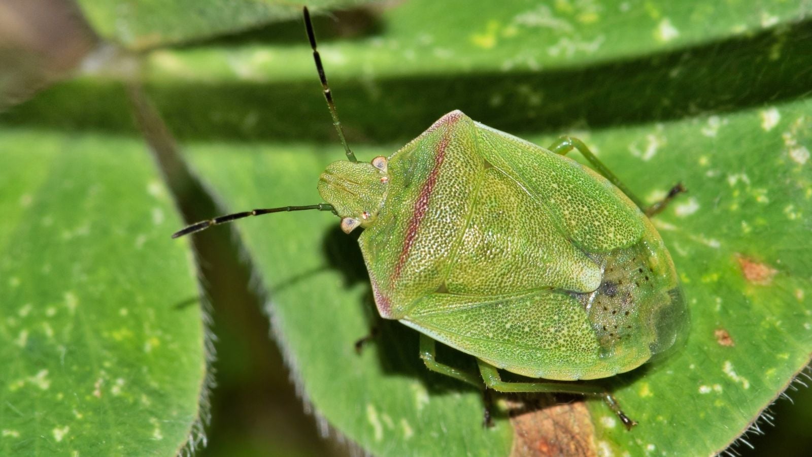 A shot of a Thyanta custator appearing to have a wide and green back with hints of red, laying somewhere sunny