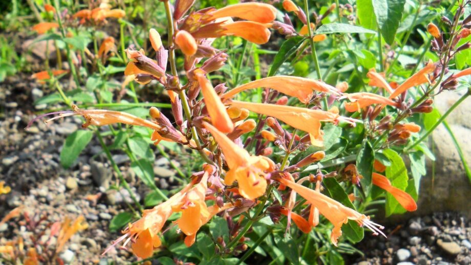 30 AGASTACHE Mix Agastache Aurantiaca Semillas De Flores - Yaxa