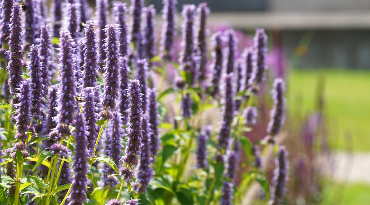 thumbnail image 2 of Hyssop Seeds – 200+ Perennial Herb Seeds – Fragrant Blue Flowers – Non-GMO USA 2 of 5