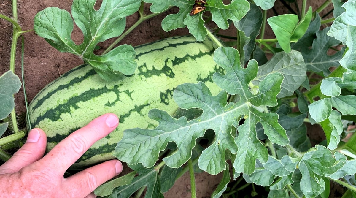 Close-up, top view of a ripe Jubilee watermelon in a garden bed. The fruit is large, oblong, with a pale green skin and thin dark green stripes. A man's hand touches a ripe fruit.