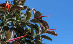 Rubber Plant: How To Grow Ficus Elastica The Right Way - Epic Gardening