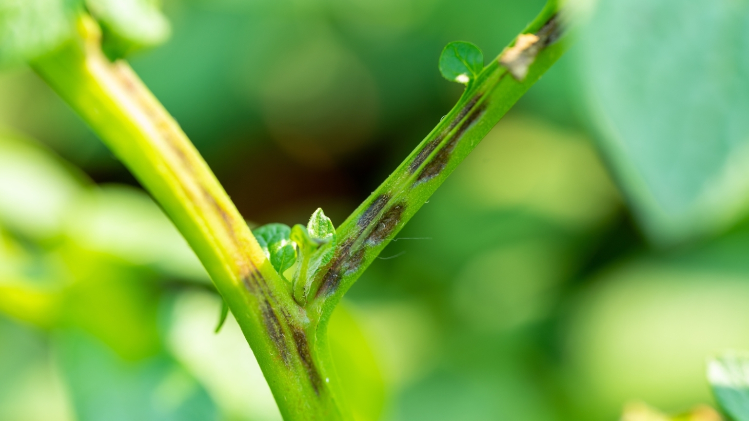 Blight Insect How To Control and Prevent Late Blight