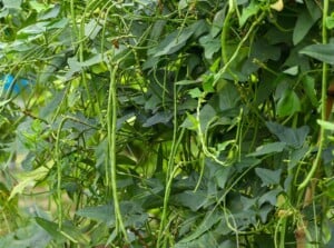 cowpeas