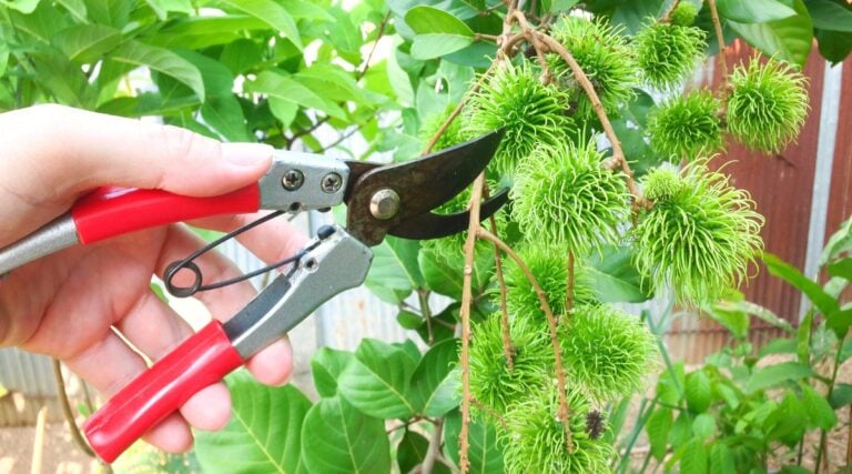 How To Plant Grow And Care For Rambutan Trees how-to-plant-grow-and-care-for-rambutan-trees