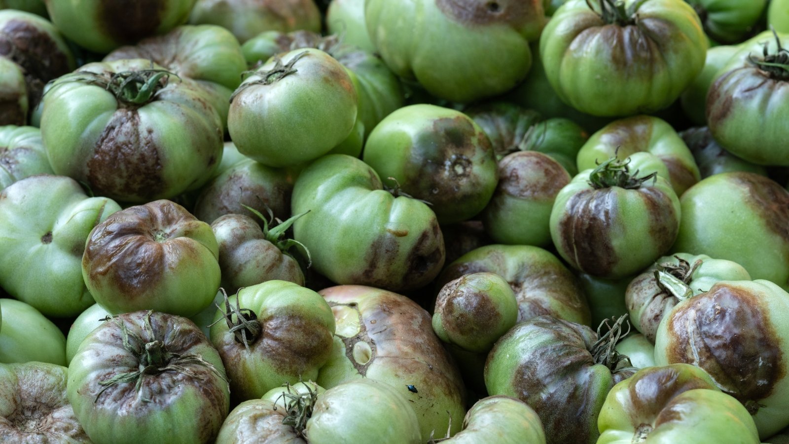 Clusters of green tomatoes with round, dark brown and black lesions on their surfaces, some starting to rot, surrounded by green, glossy leaves with some wilted edges.