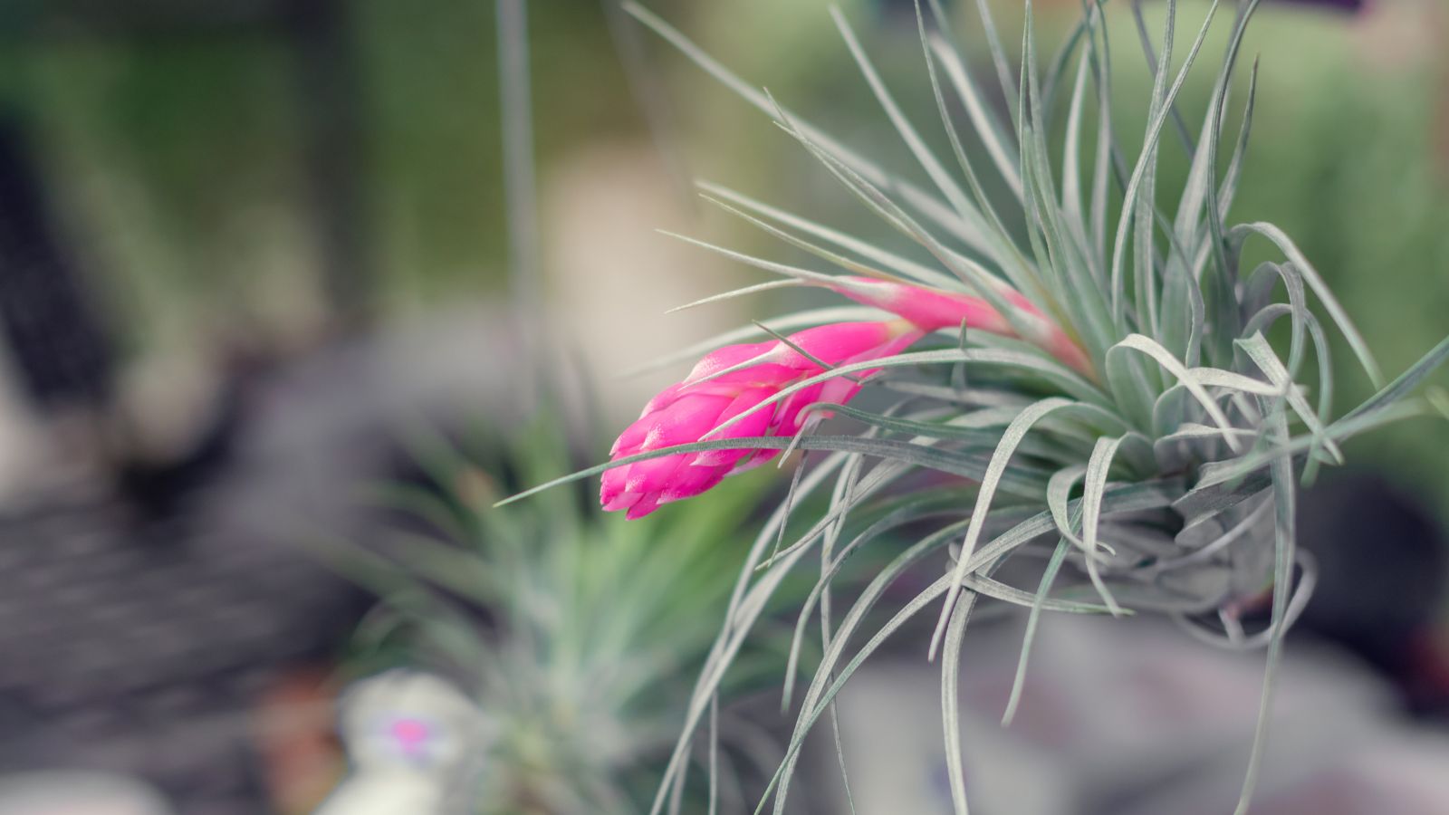 thumbnail image 2 of Tillandsia Ionantha ‘Blushing Bride’ – Live Air Plant, Bromeliad, Houseplant 2 of 6