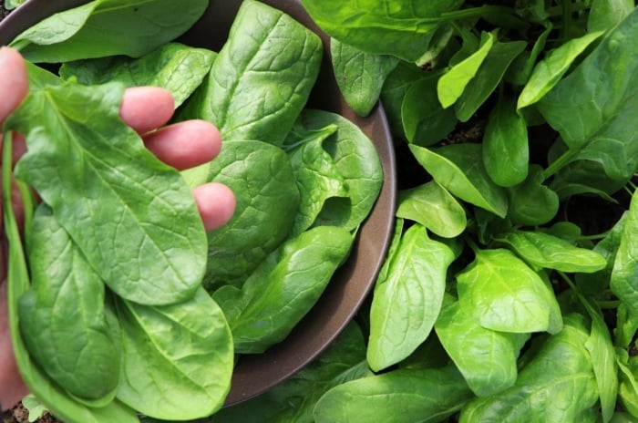 A list of types of spinach, picked by a gardener placing the leaves in a woven basket