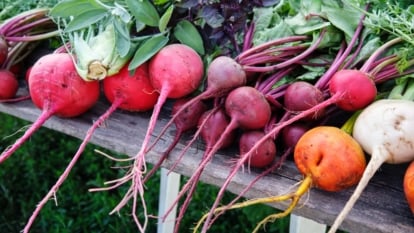 Types Of Beets 26 Types Of Beet You Need To Grow