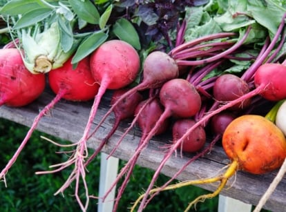 A table with piles of types of beets appearing to have various colors, including red, orange and white looking healthy on a wooden table with bright light