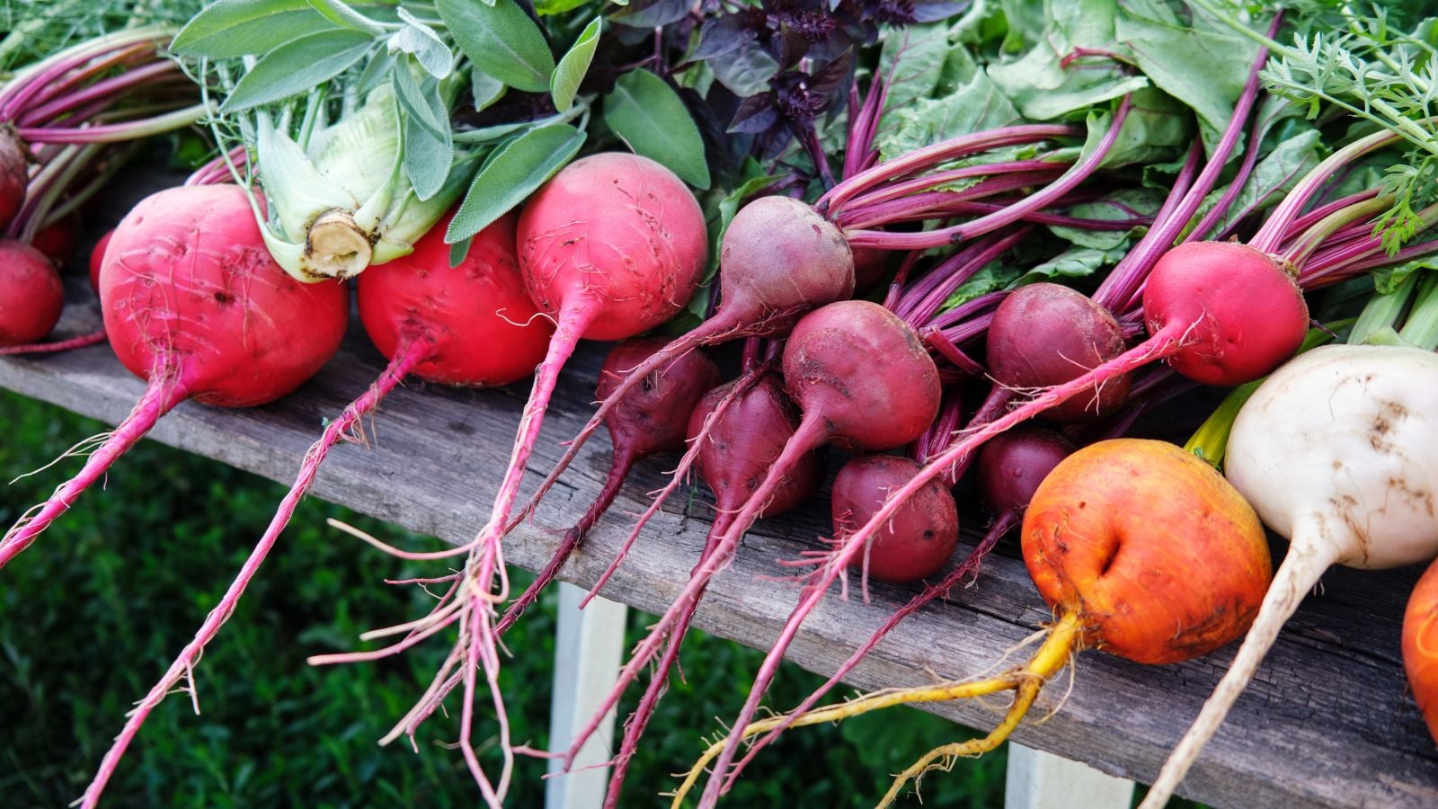 A table with piles of types of beets appearing to have various colors, including red, orange and white looking healthy on a wooden table with bright light