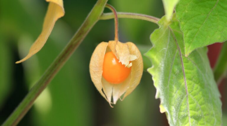 Ground Cherry Plant: How To Grow Cape Gooseberries