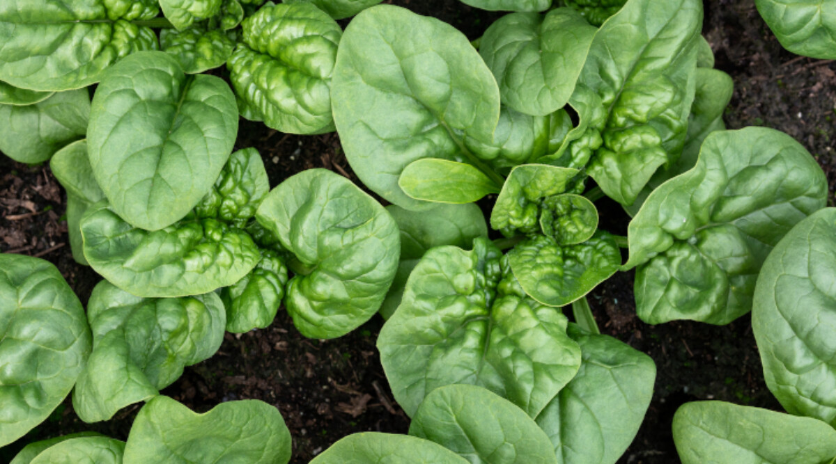 40 Types Of Spinach For Your Garden