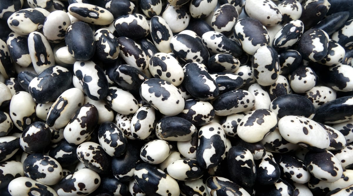 Close-up of a heap of dry Calypso bean seeds. The seeds are small, oval in shape and slightly flattened. Seeds are white with black spots.