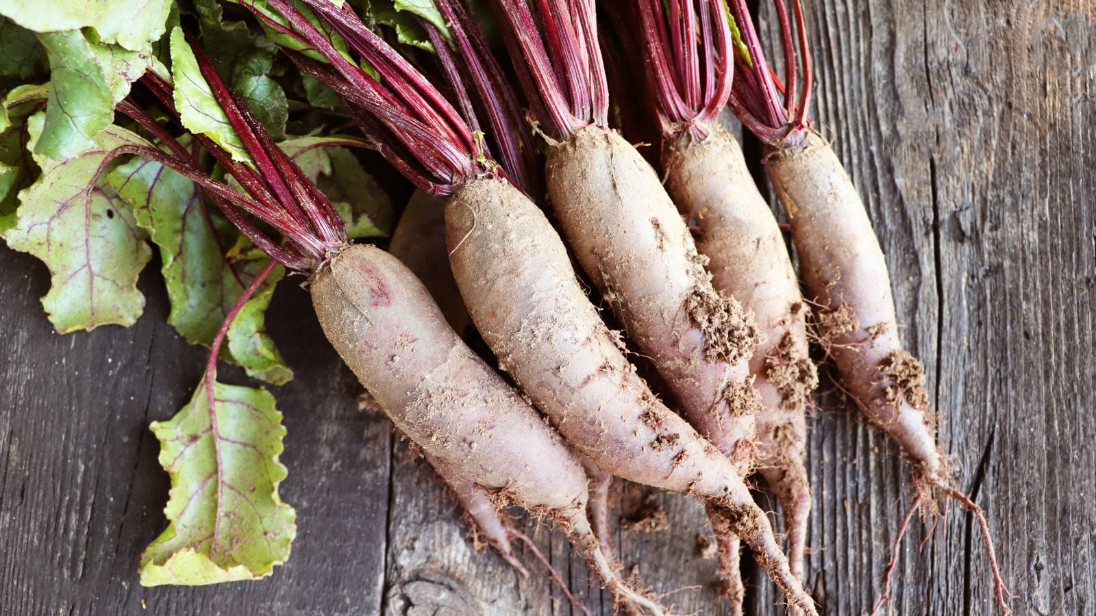 A pile of Cylindra appearing to have elongated crops that appear to have reddish skin with bright green leaves