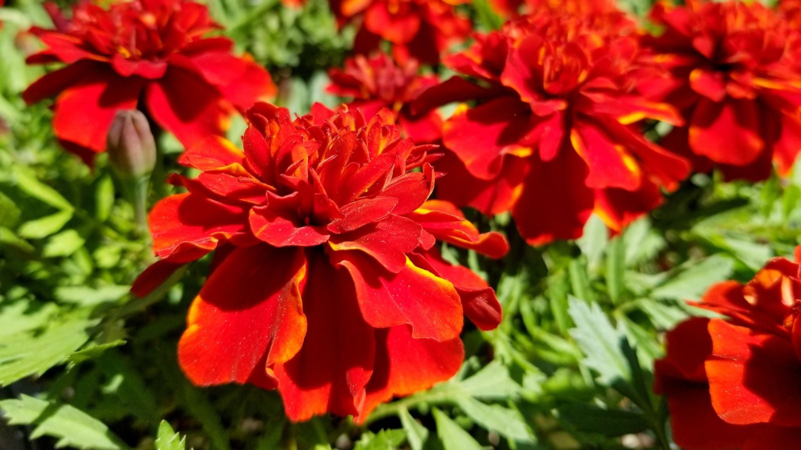 A lovely Fireball marigold bush with vibrant red blooms placed somewhere with abundant sunlight