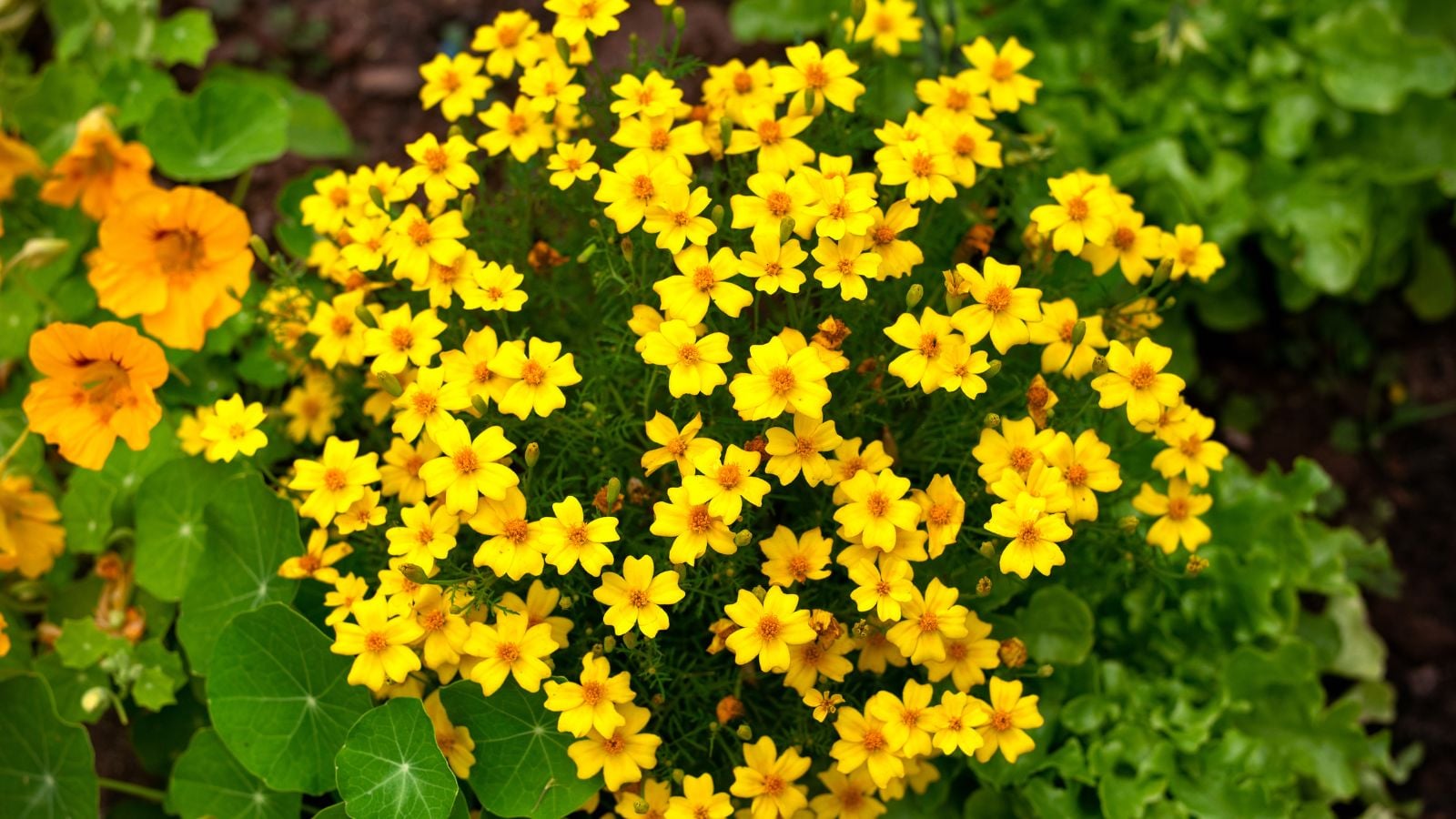 A lovely cluster of yellow Gem Blend Signet  blooms appearing healthy and delicate surrounded by deep green foliage