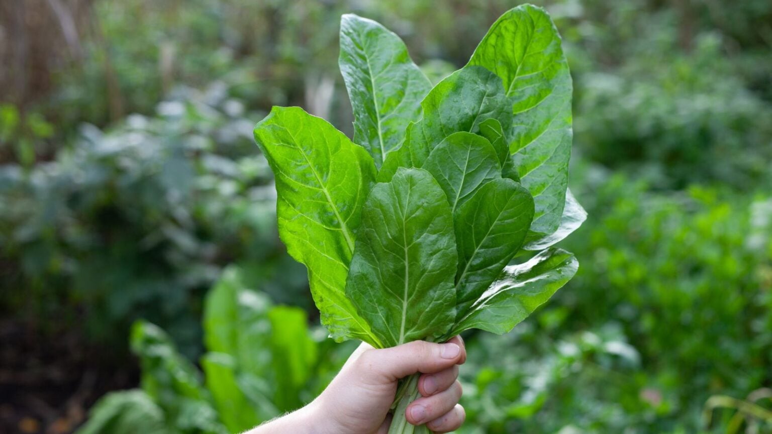 40 Types of Spinach For Your Garden