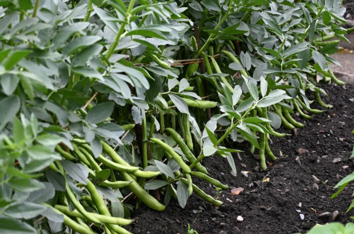 Green beans growing off a bush in the garden with dark and moist soil