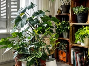 Indoor plants increase productivity, showing multiple house plants in containers placed near an open window with sunlight