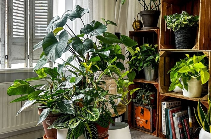 Indoor plants increase productivity, showing multiple house plants in containers placed near an open window with sunlight