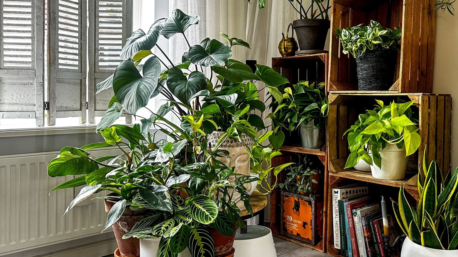 Indoor plants increase productivity, showing multiple house plants in containers placed near an open window with sunlight