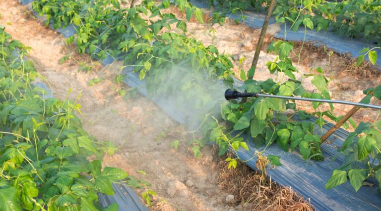 Bean Leaf Beetle Problems Here S How To Handle Them Removal Of Bean Leaf Beetles 768x427 