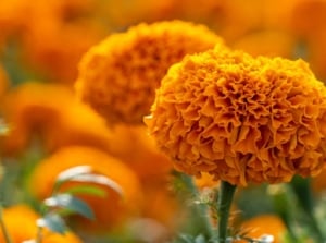 One of the many types of marigolds, appearing to have round fluffy blooms with a vibrant orange color surrounded by deep green foliage