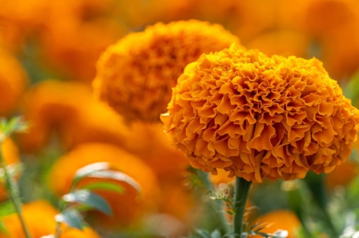 One of the many types of marigolds, appearing to have round fluffy blooms with a vibrant orange color surrounded by deep green foliage