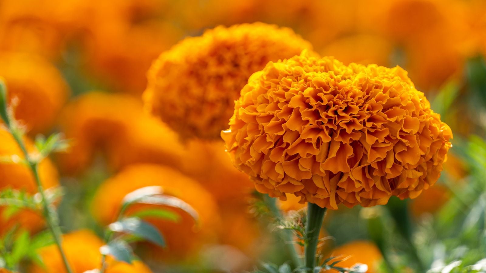 One of the many types of marigolds, appearing to have round fluffy blooms with a vibrant orange color surrounded by deep green foliage
