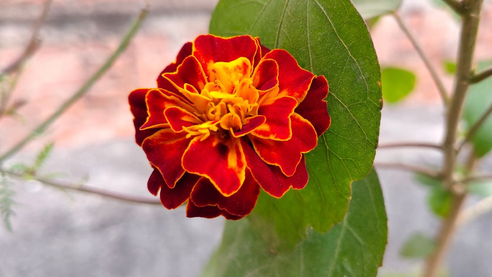 A lovely and healthy Safari Scarlet blooms having vibrant red petals surrounded by green foliage placed somewhere sunny