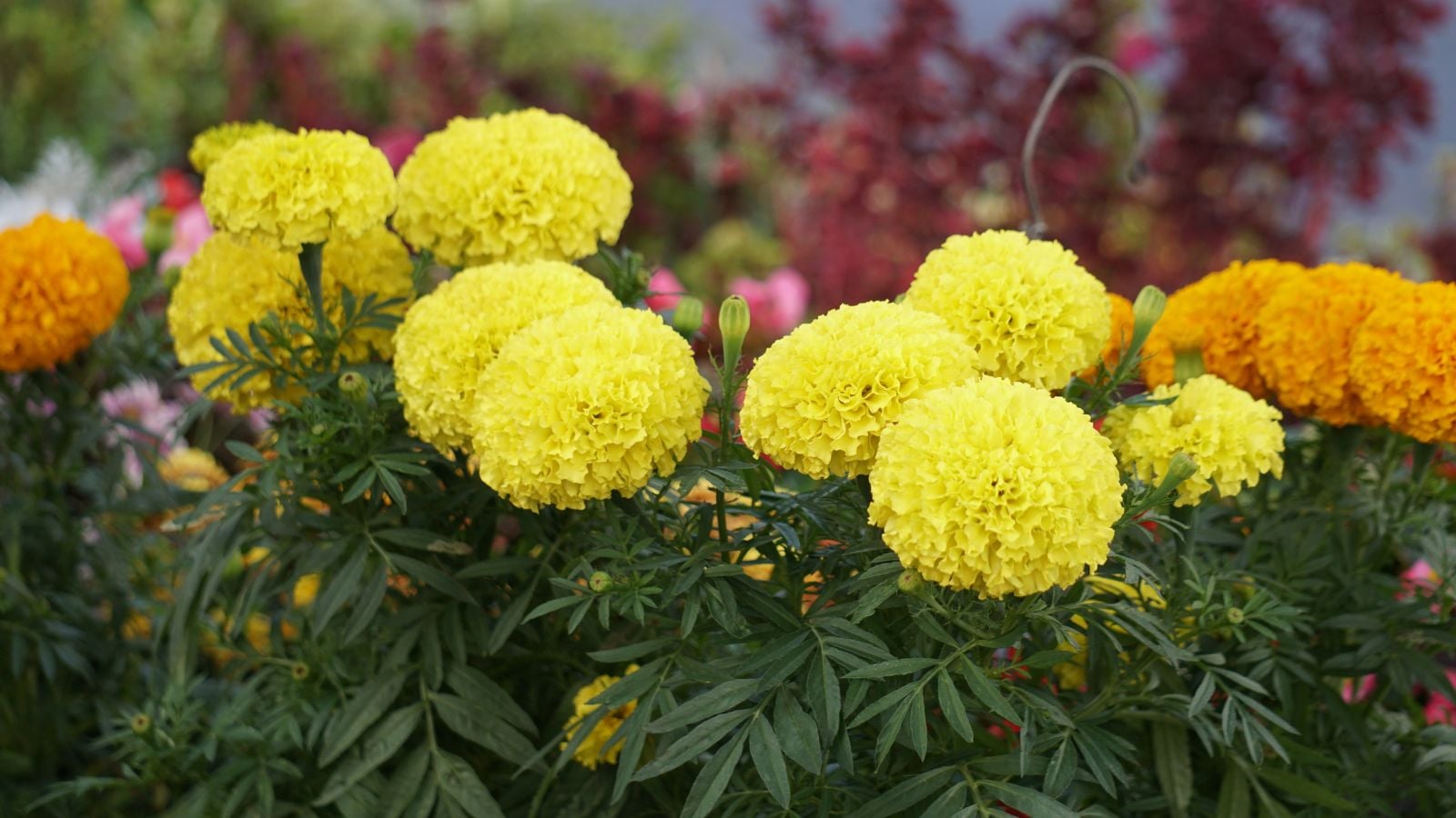 Lovely Tagetes erecta 'Discovery' blooms apeearing to have a bright yellow color woth pther flowers planted nearby