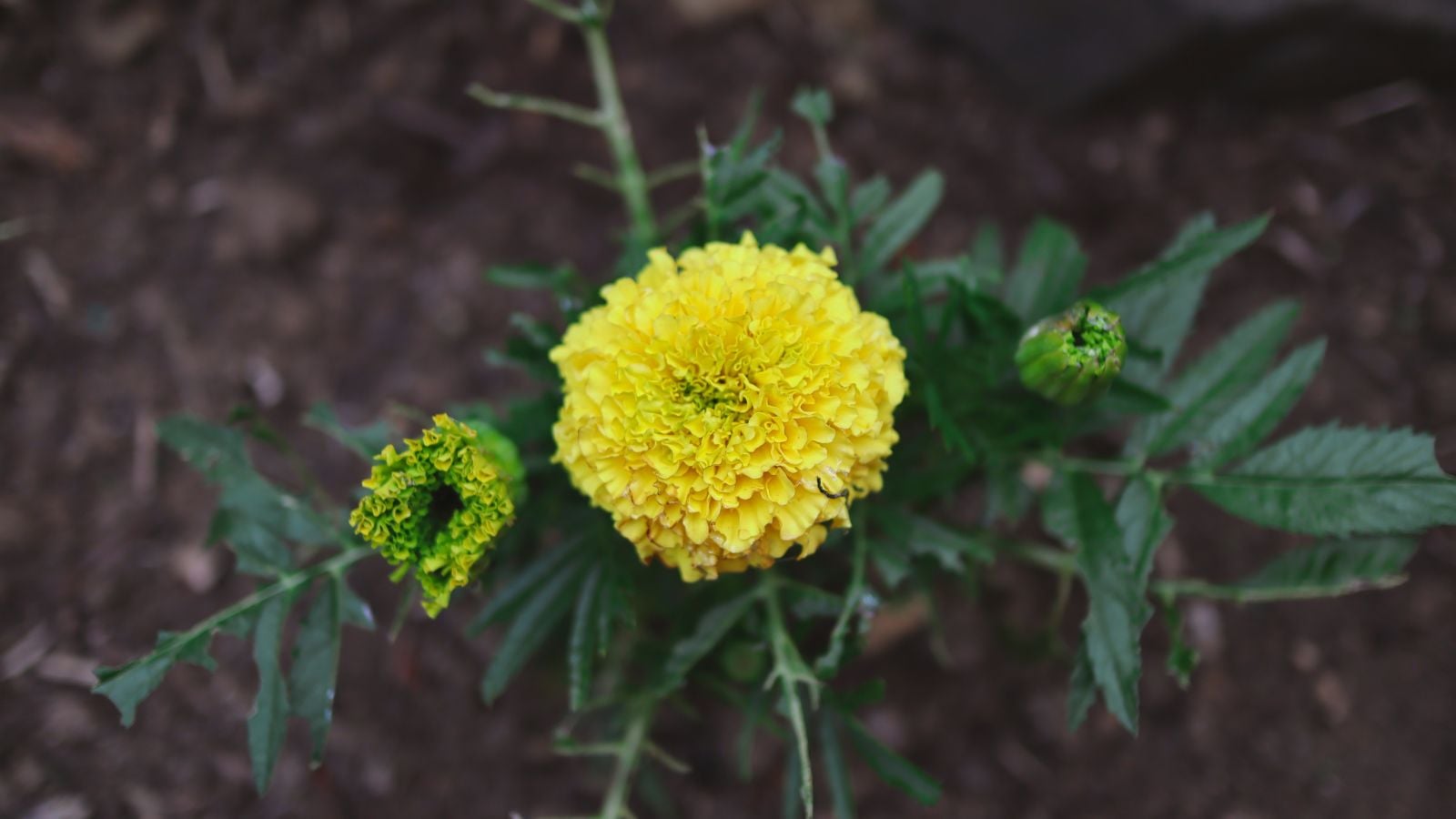 A shot of a yellow Tagetes erecta 'Inca II Primrose' flower attached to deep green foliage in dark brown soil