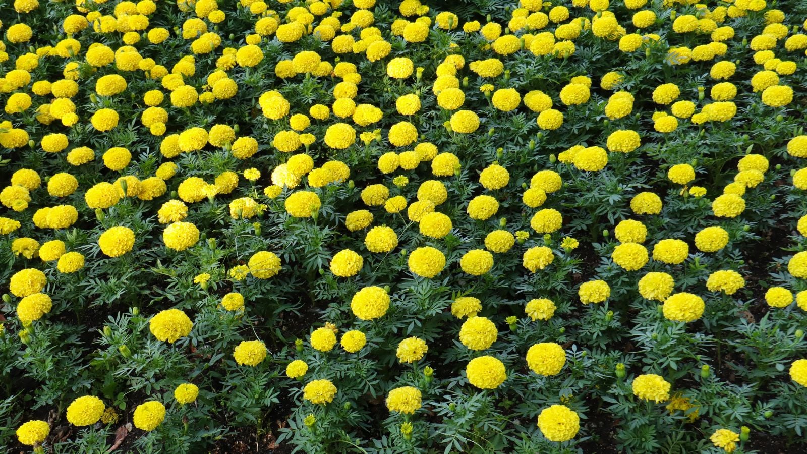 An area covered in bright yellow Tagetes erecta 'Mary Helen' flowers, surrounded by healthy and deep green foliage