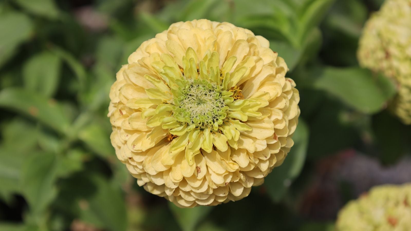 A closeup shot of a Tagetes erecta 'Nosento Limegreen flower appearing to have a distinct color ranging from pale yellow to green surrounded by leaves
