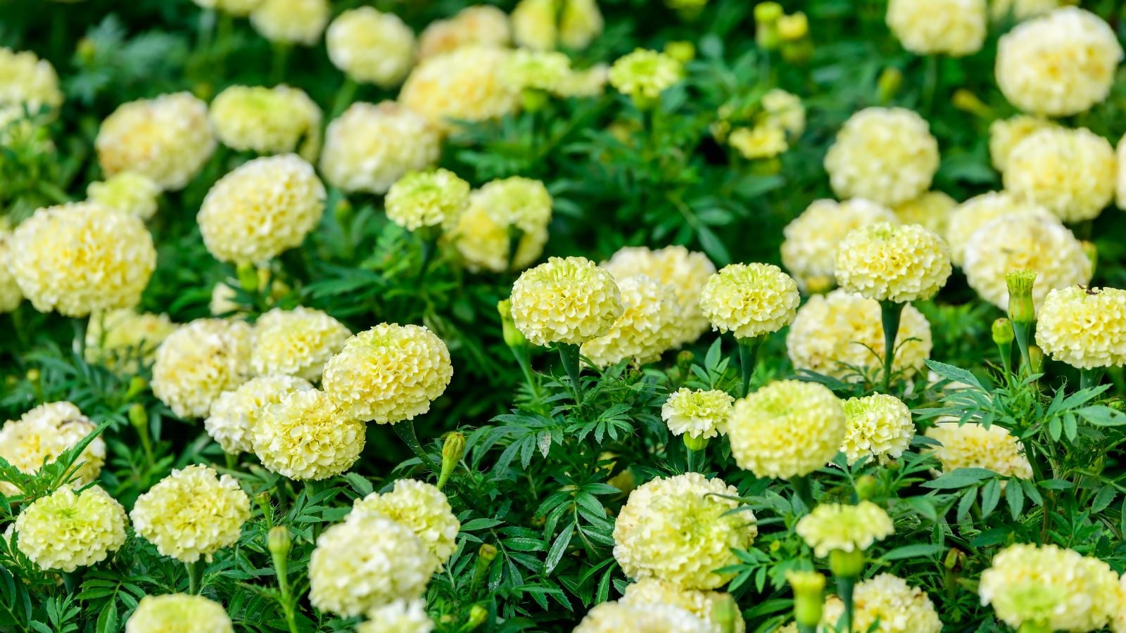 An area with lush and dense Tagetes erecta 'Sweet Cream' blooms surrounded by deep green foliage
