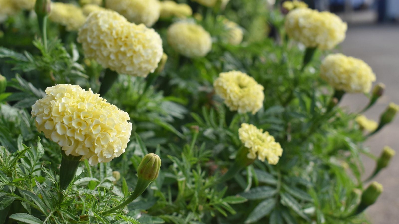 A lovely Tagetes erecta 'Vanilla' shrub appearing to have cream-colored blooms with bright green foliage