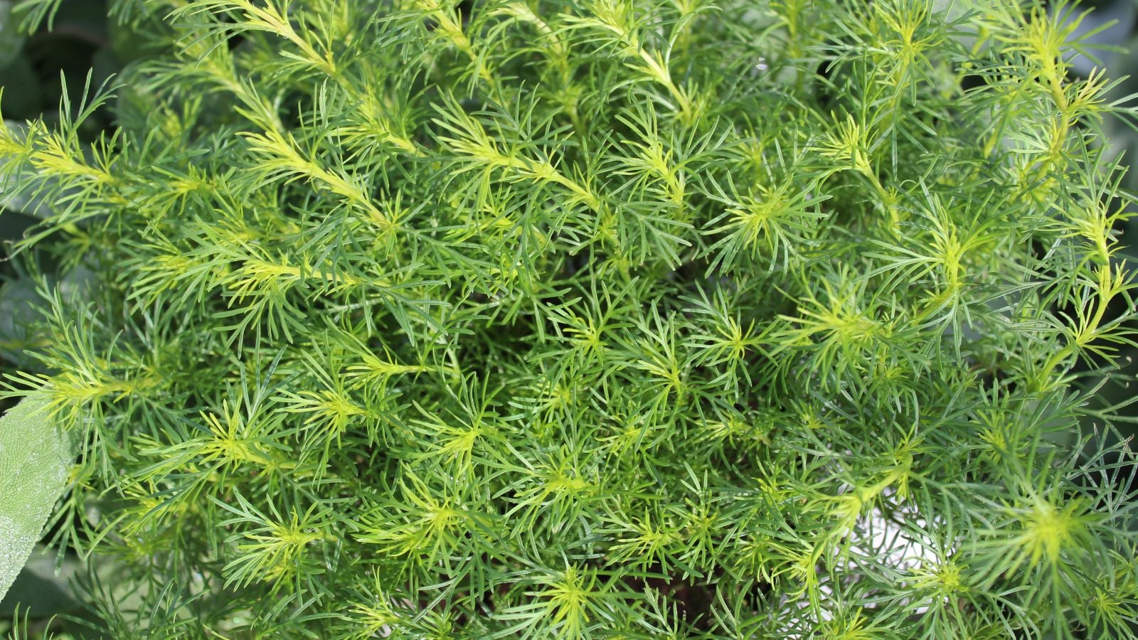 A lush layer of Tagetes filifolia foliage appearing to look like thick fern fronds with feathery leaves under bright sunlight
