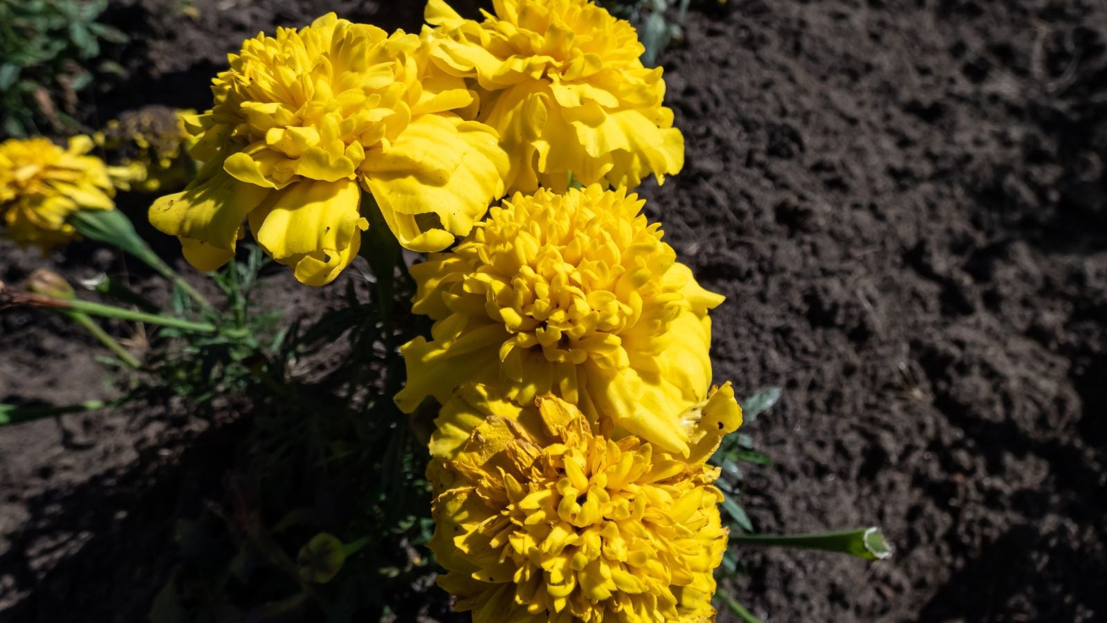 A closeup of Tagetes patula 'Little Hero' flowers appearing to have a bright yellow hue planted in dark brown soil