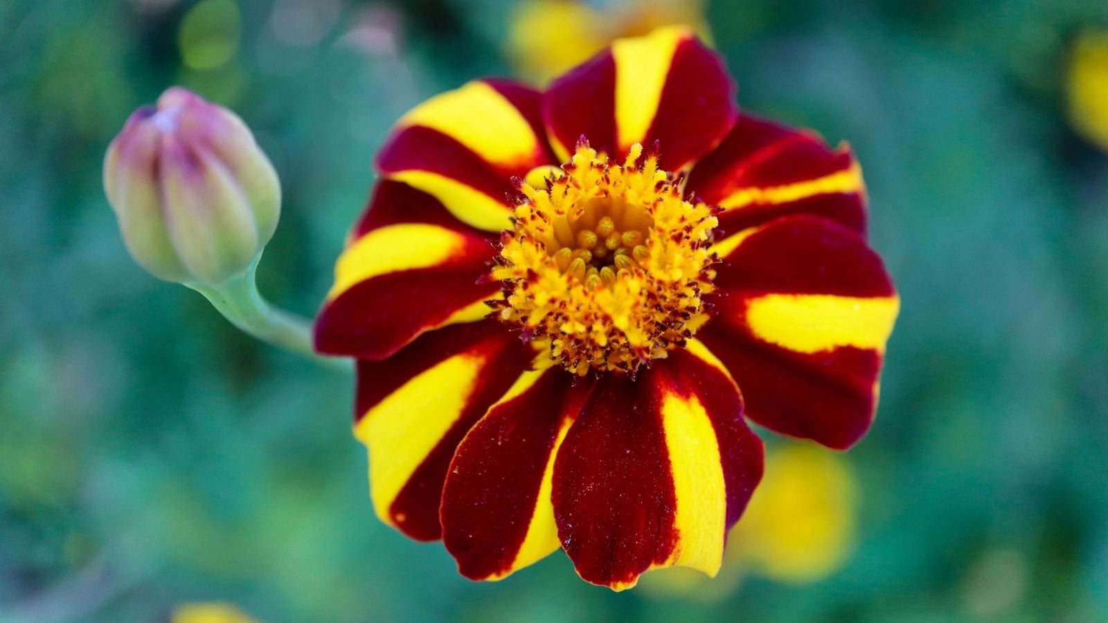 A closeup shot of a Tagetes patula 'Mr. Majestic' flower with yellow and deep red petals surrounded by buds and leaves