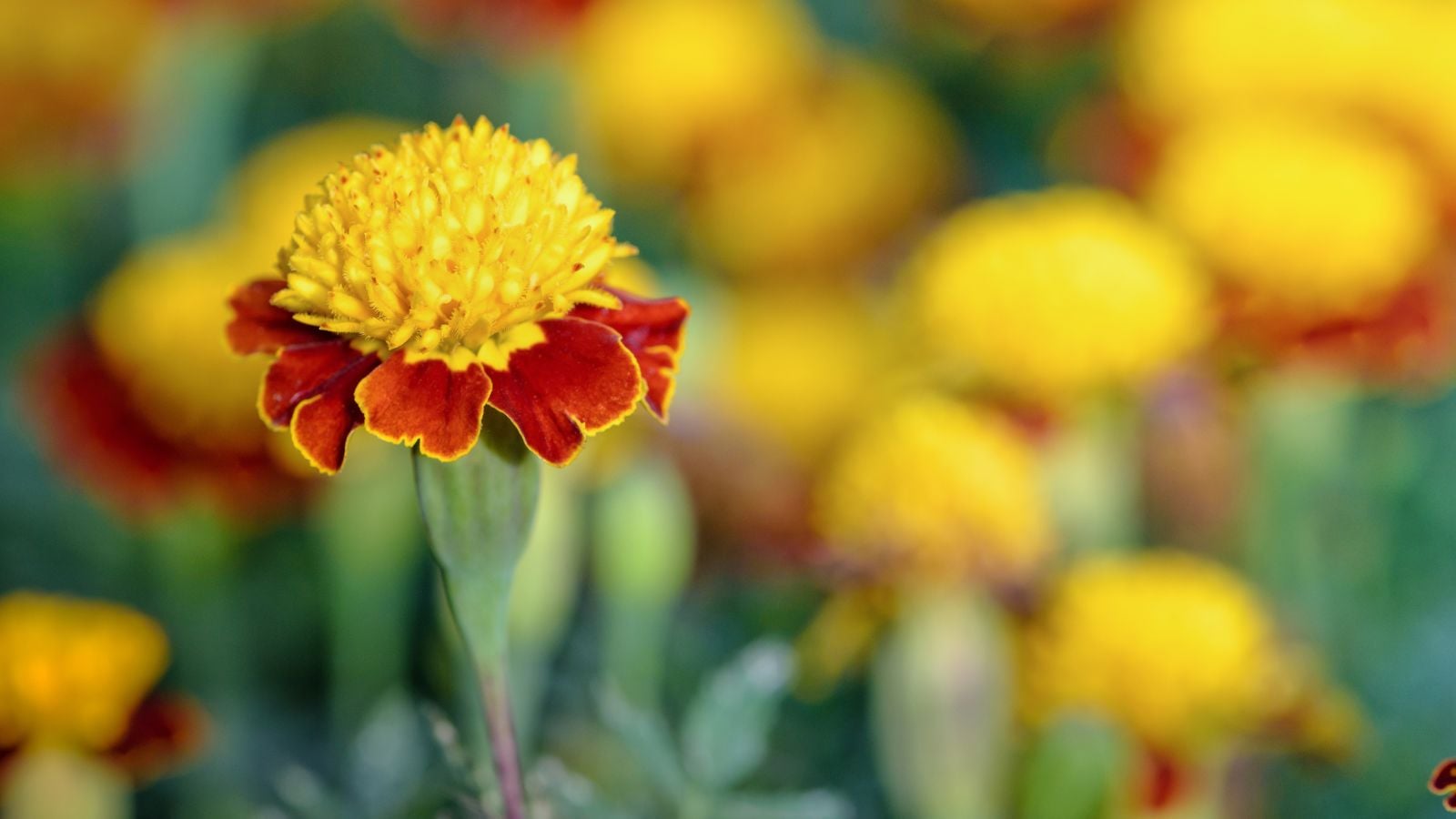 A closeup shot of Tagetes patula 'Tiger Eyes' flowers having red and yellow petals standing upright somewhere sunny