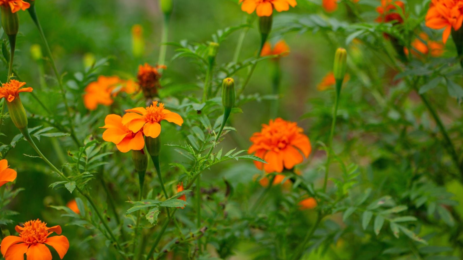 Tangerine Gem signet flowers appearing vividly colored surrounded by lush green foliage that look fluffy
