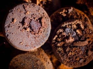 A surface containing garden coffee grounds appearing moist and spent placed somewhere shady with a source of bright light nearby