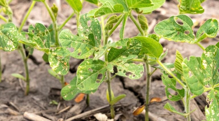 Bean Leaf Beetle Problems Here S How To Handle Them Soybean Plant With Holes 768x427 