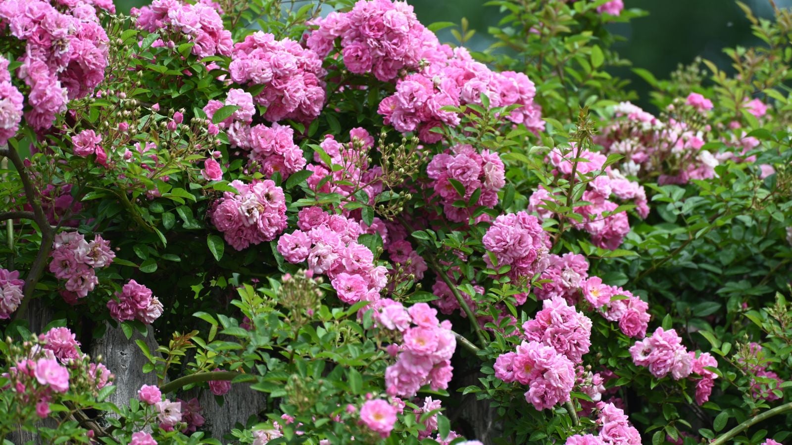 A close-up shot of a large composition of vibrant pink blooms and green foliage, showcasing the peggy martin rose